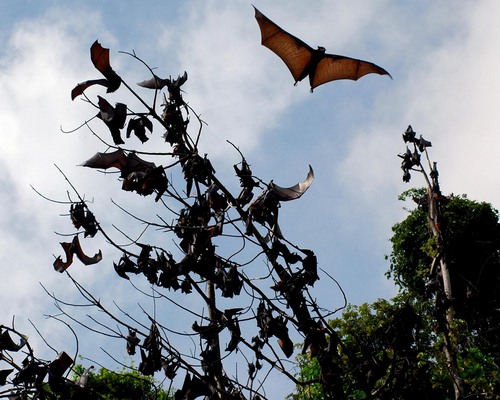 Bat Sanctuary